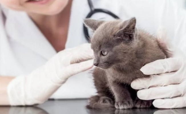 İşte 2024 yılı kedi-köpek muayene, kısırlaştırma ve aşı ücretleri