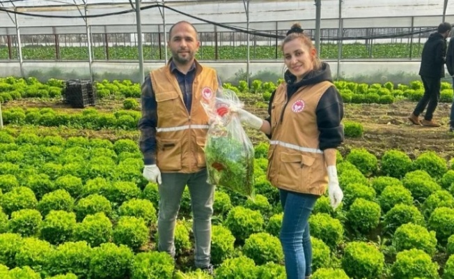 Bursa'da yaprağı yenen sebzelerde pestisit kontrolü