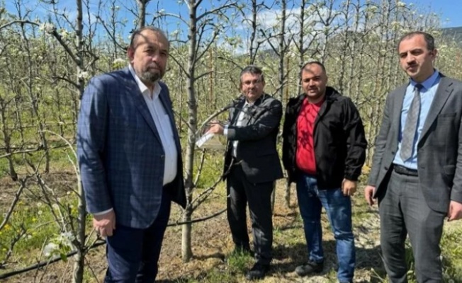 Bursa Gürsu'da armut bahçelerinde biyolojik mücadele