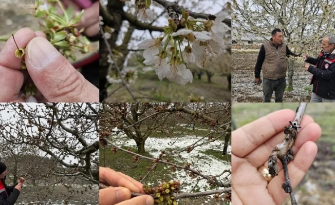 Bursa’da zirai don zararına karşı ekipler sahada