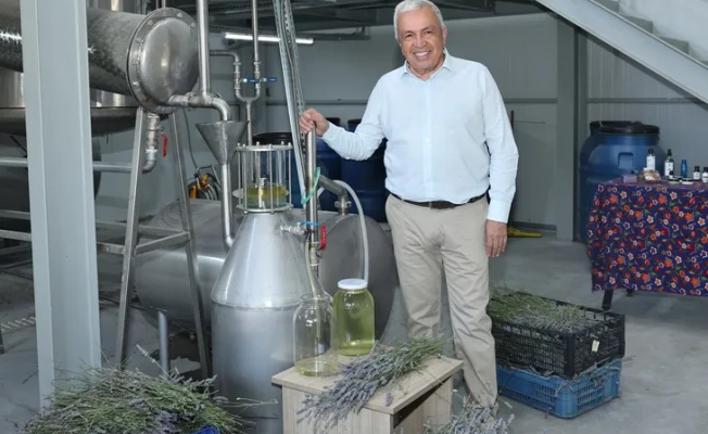 Bursa Nilüfer’de lavanta hasadı başladı
