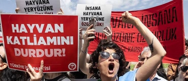 TİP BURSA İL ÖRGÜTÜ VE HAYVAN HAKLARI SAVUNUCULARINDAN SERT AÇIKLAMA: “OSMANGAZİ BARINAĞI’NDAKİ İHMALLER SİSTEMATİK VE BİLİNÇLİ!”