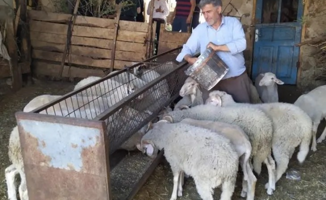 Bursa Büyükşehir'in aşı ve yem desteği başvuruları başladı