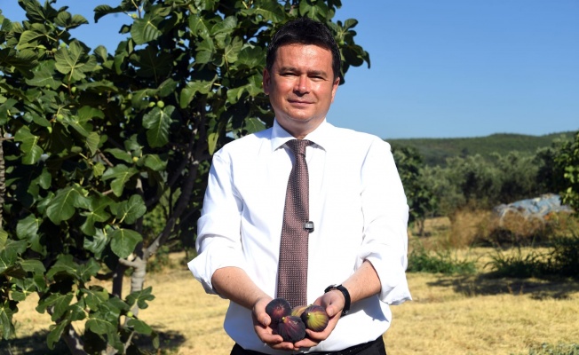 Osmangazi’den dünyaya açılan lezzet “Bursa Siyah İnciri”