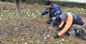 Gemlik’te yeşillendirme çalışmaları devam ediyor