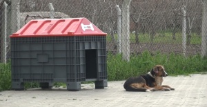 HAYVANSEVERLERDEN MUSTAFAKEMALPAŞA’YA TAM PUAN