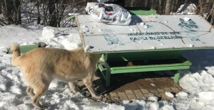 Uludağ'daki Köpeklere Mama Desteği