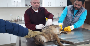Yaralı Yabani Hayvana İnegöl Belediyesi Sahip Çıktı