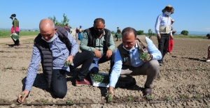 Aygül, Mevsimlik Tarım İşçileriyle Domates Fidesi Dikti