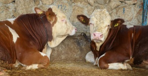 NİLÜFER'DE KURBAN KESİM YERLERİ BELİRLENDİ
