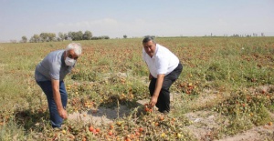 CHP'li Gürer: 70 kuruşa mal edilen domates tarlada 40 kuruş