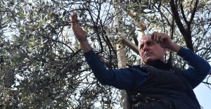 Bursa'da parklarda zeytin seferberliği