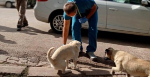 Bursa'da sahipsiz köpekler parazitlere karşı ilaçlandı