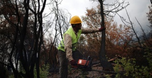 Bursa'da yanan ormanlar temizleniyor
