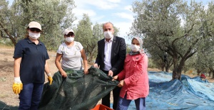 Mudanya'da 'Topraktan halka zeytinyağı' hasadı başladı