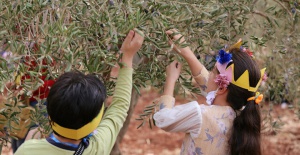 Yetim çocuklar barış  için zeytin topladı