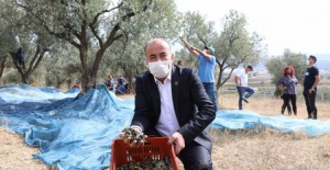 Mudanya Belediyesi'nden zeytin üreticisine büyük destek