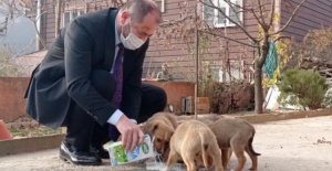 Bursa'da başkan kısıtlamada sokak köpeklerini sütle besledi
