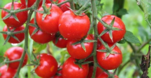 Bursa'da domates ihracatçıları kotanın kaldırılmasını istiyor