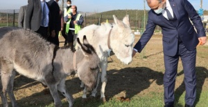 Bursa'da emekli hayvanlar çiftliği ziyaretçilerini bekliyor