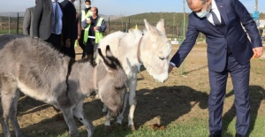 Bursa'da emekli hayvanlar çiftliği ziyaretçilerini bekliyor