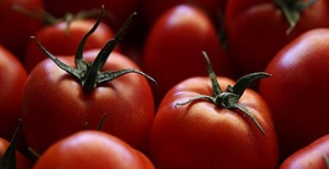 Rusya'dan sevindiren "domates" kararı