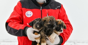 11 yavru köpek donmaktan son anda kurtarıldı
