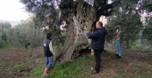 Bursa'da bin 500 yıllık zeytin ağacı şifa dağıtıyor
