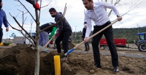 Bursa'da Naim Süleymanoğlu Parkı'nın ilk meyve ağaçları Başkan Tanır'dan