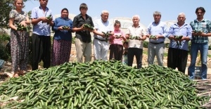 ''ELDE KALAN SALATALIKLAR  İHTİYAÇ SAHİPLERİNE ULAŞTIRILSIN''