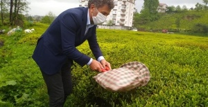 “Mevcut Çay Kanunu yetersiz”