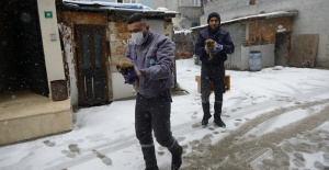 Sokak hayvanları emin elde