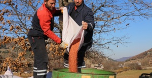 GÜRSU'NUN VERİMLİ OVASINDA İLK BUĞDAY EKİMİ