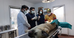 Veteriner hekim adayları Osmangazi’de tecrübe kazanıyor