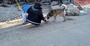 Afet bölgesindeki can dostlara Osmangazi şefkati