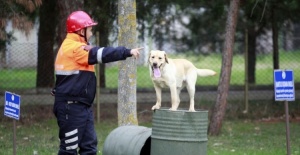 Türk Silahlı Kuvvetleri'nin eğitimli köpekleri Bursa'da yetiştiriliyor