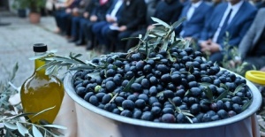 Bursa zeytininde hasat bereketi