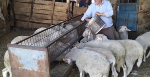 Bursa Büyükşehir'in aşı ve yem desteği başvuruları başladı