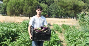 Gazi Tarım’da hasat zamanı