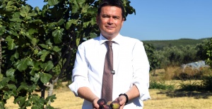 Osmangazi’den dünyaya açılan lezzet “Bursa Siyah İnciri”